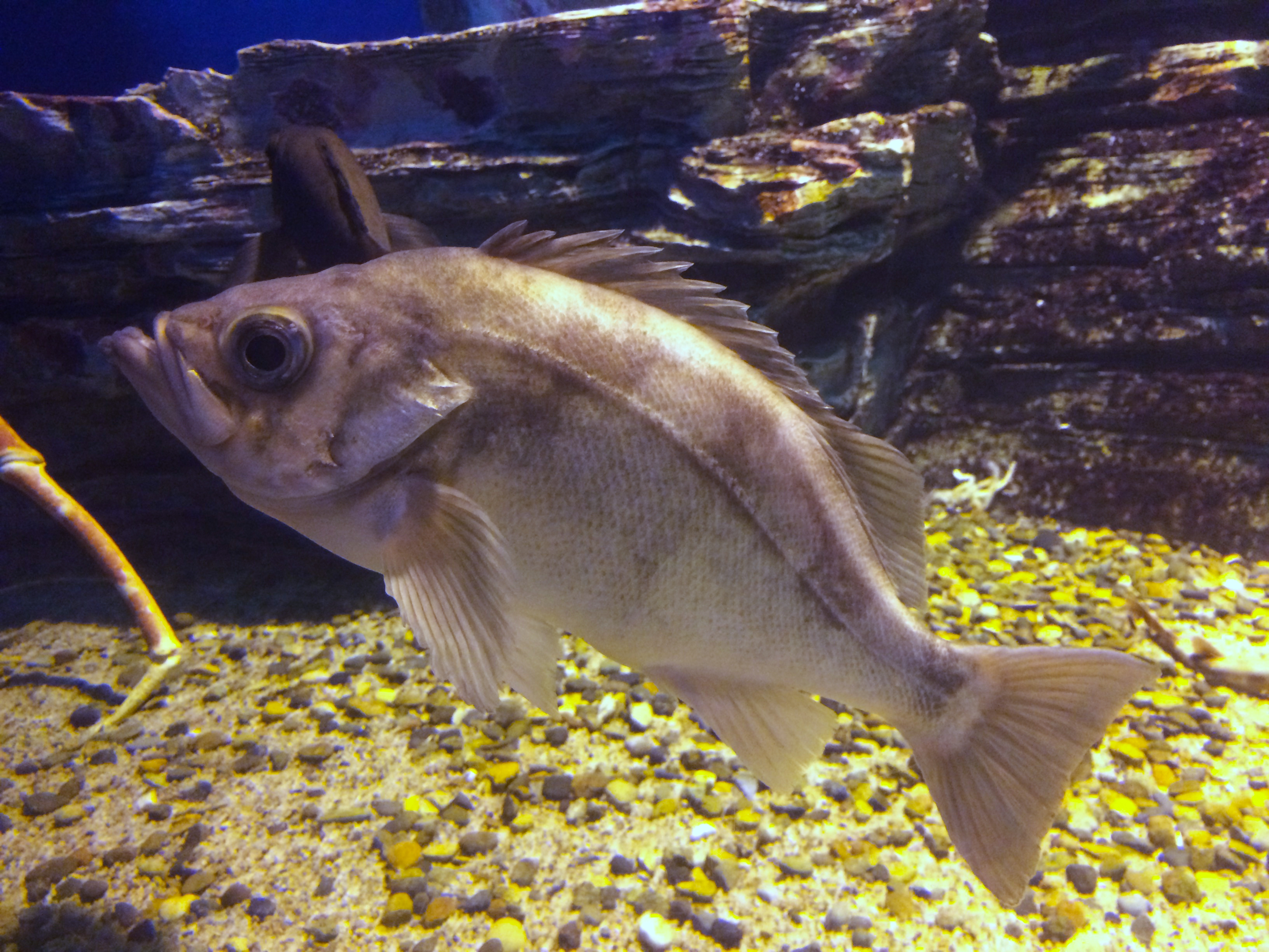 image of sebastes thompsoni