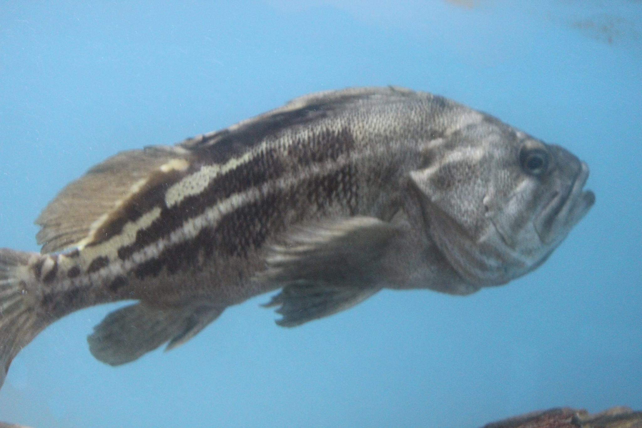 image of sebastes trivittatus