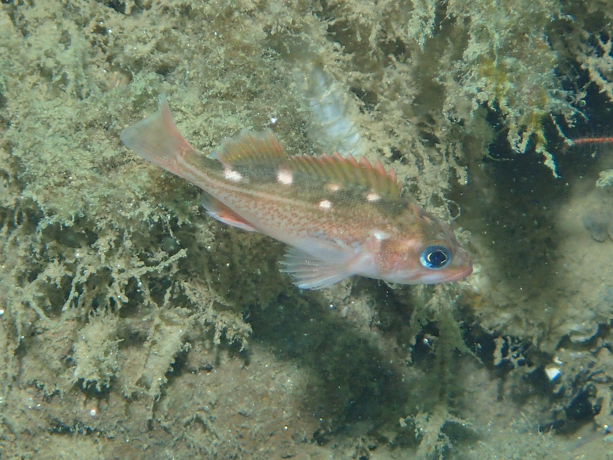 image of sebastes umbrosus \(honeycomb rockfish\)