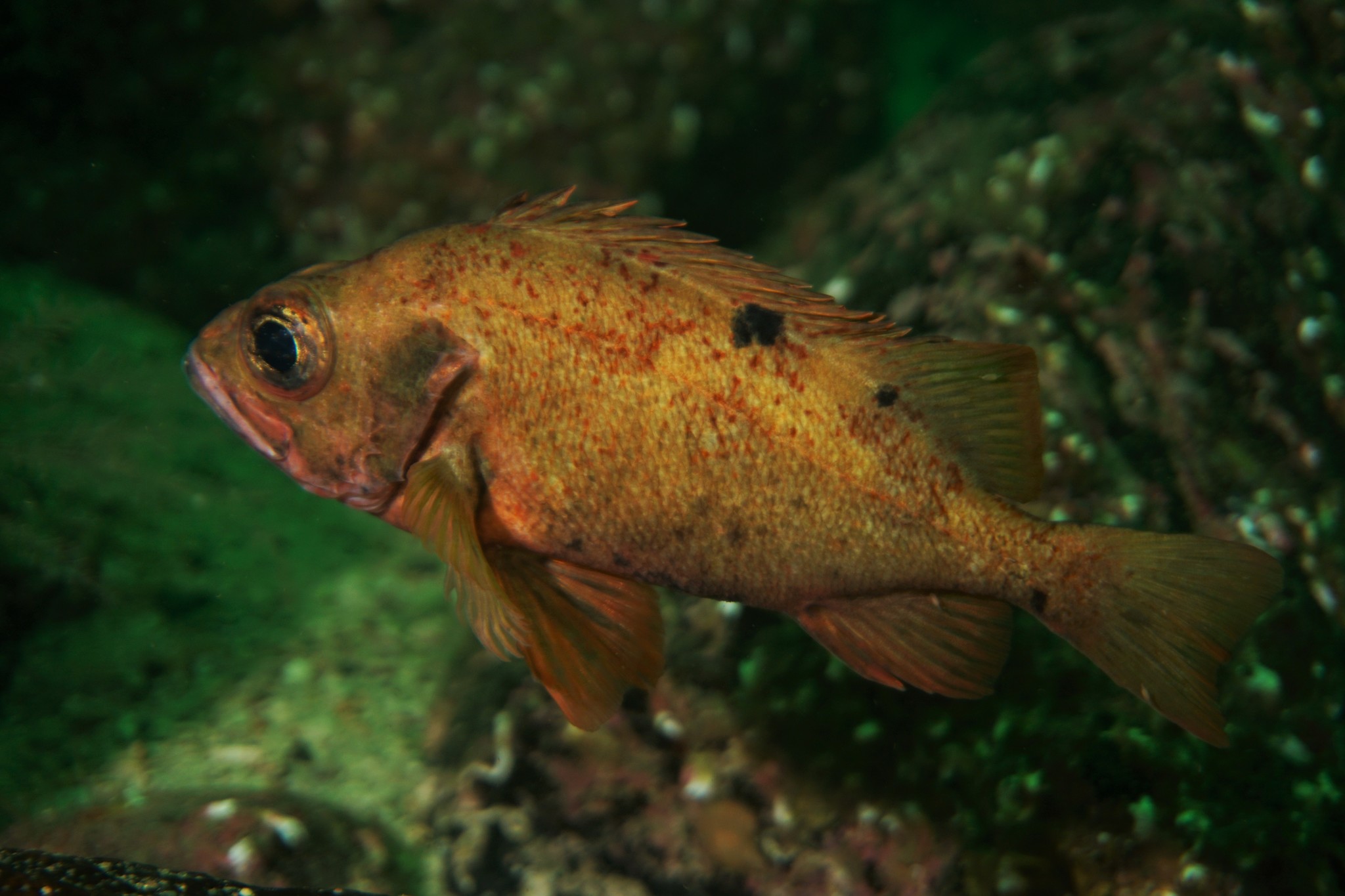 image of sebastes viviparus \(norway redfish\)
