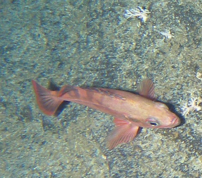 image of sebastes zacentrus \(sharpchin rockfish\)
