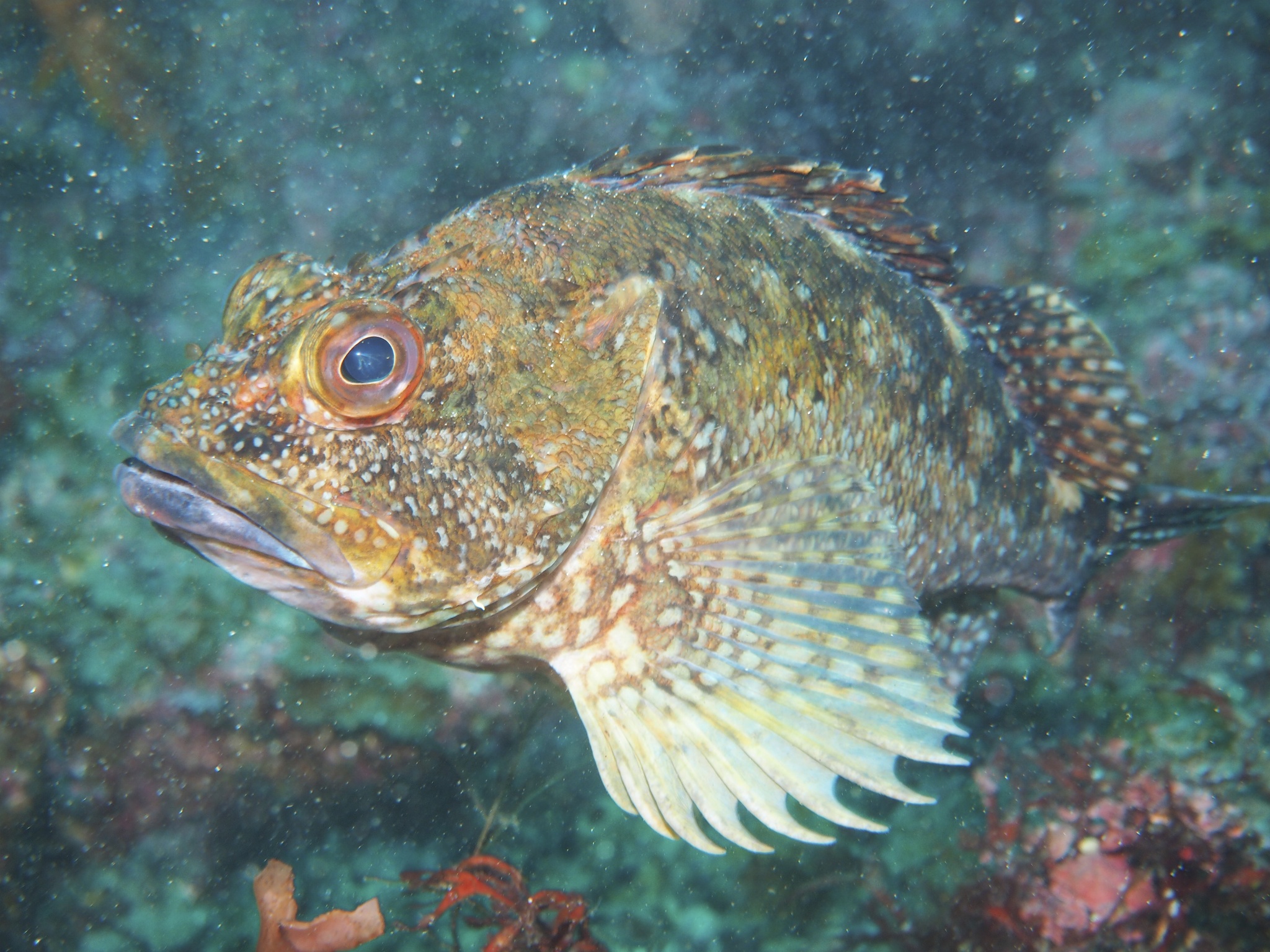 image of sebastiscus marmoratus \(false kelpfish\)
