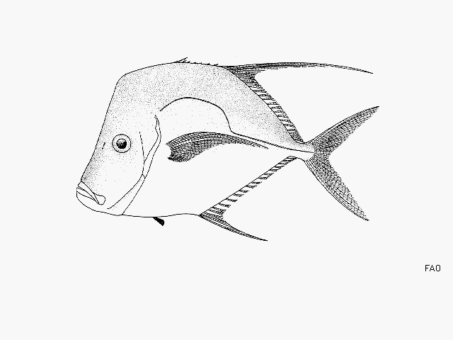 image of selene brevoortii \(hairfin lookdown\)