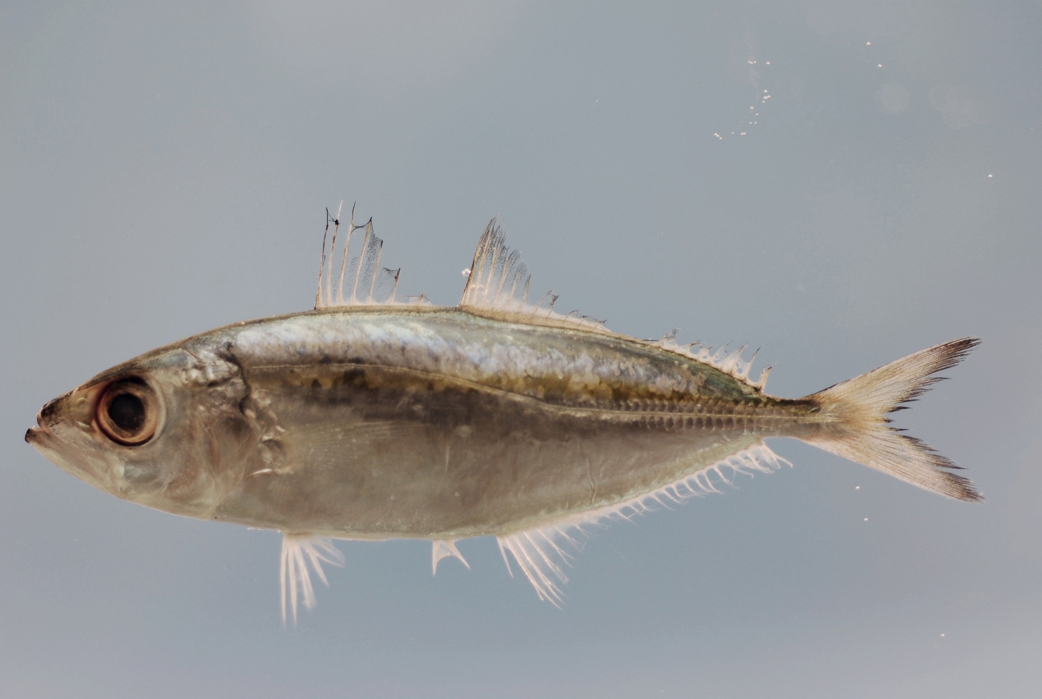 image of selar crumenophthalmus \(bigeye scad\)