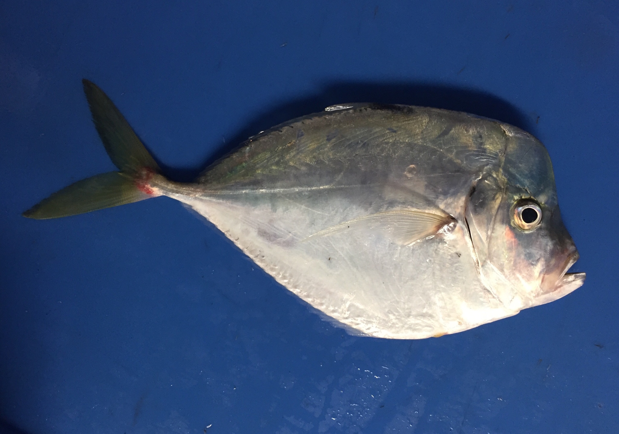 image of selene setapinnis \(atlantic moonfish\)