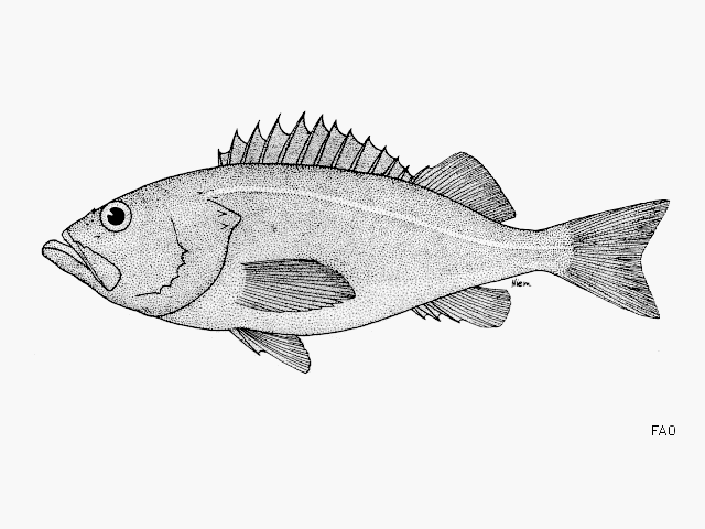 image of sebastes macdonaldi \(mexican rockfish\)