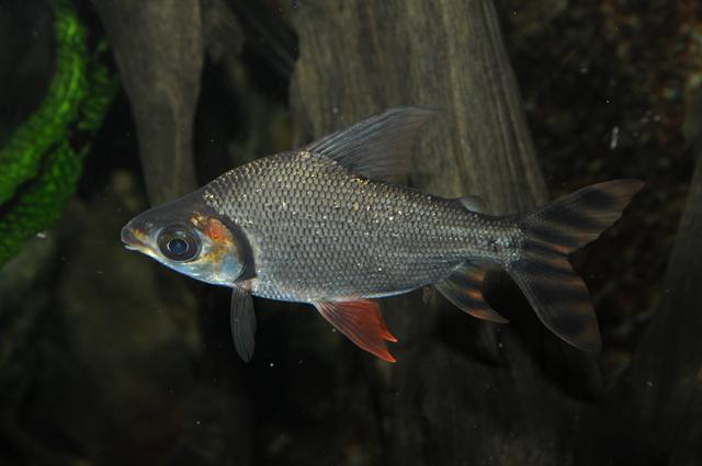 image of semaprochilodus insignis \(kissing prochilodus\)