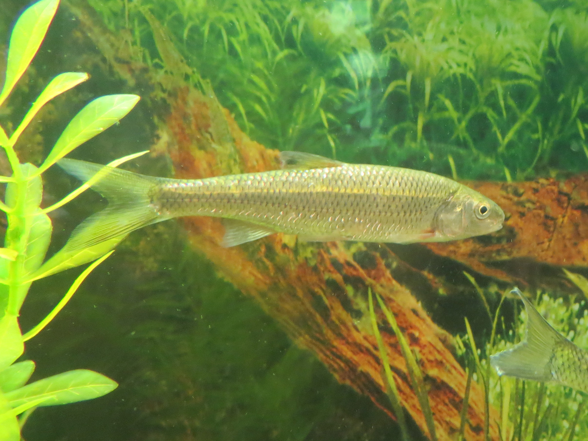 image of semotilus corporalis \(fallfish\)