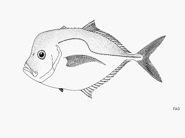 image of selene peruviana \(peruvian moonfish\)