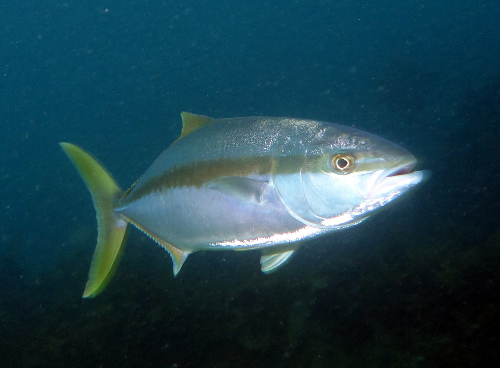 image of seriola lalandi \(yellowtail amberjack\)