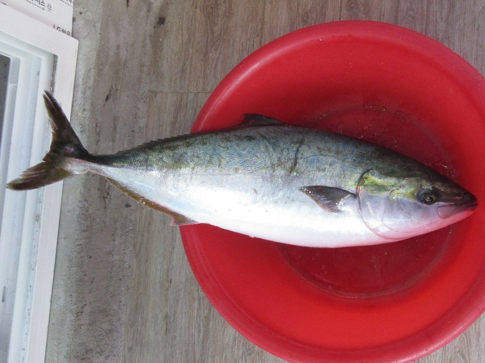 image of seriola quinqueradiata \(japanese amberjack\)