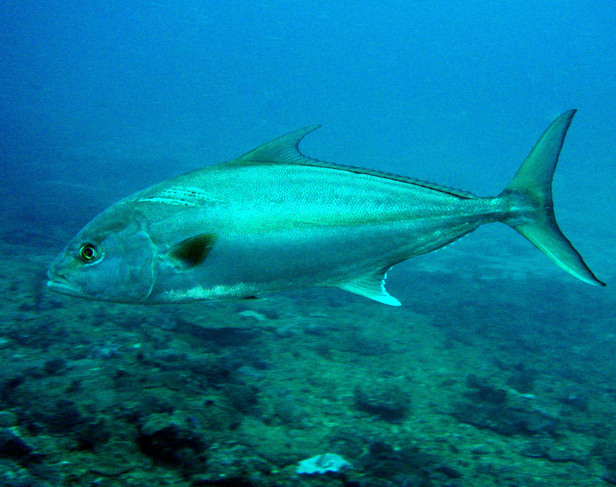image of seriola rivoliana \(longfin yellowtail\)