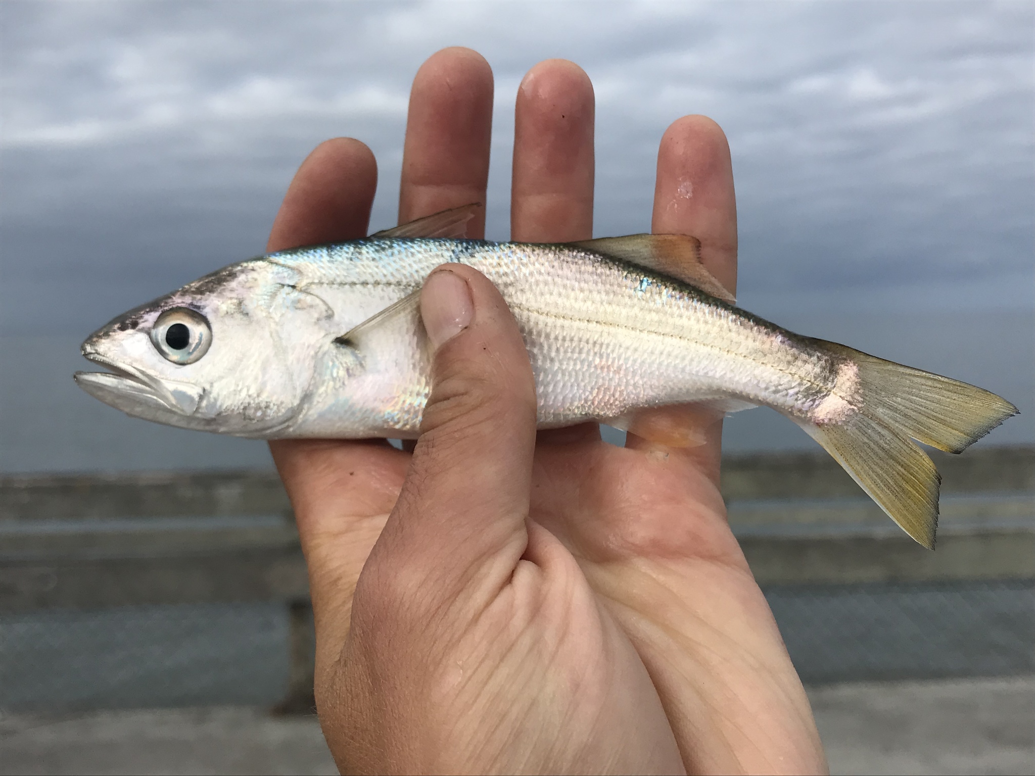 image of seriphus politus \(queen croaker\)