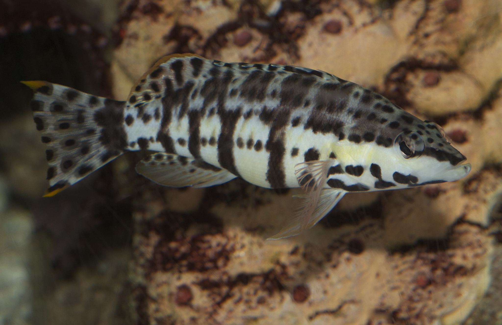 image of serranus tigrinus \(harlequin bass\)