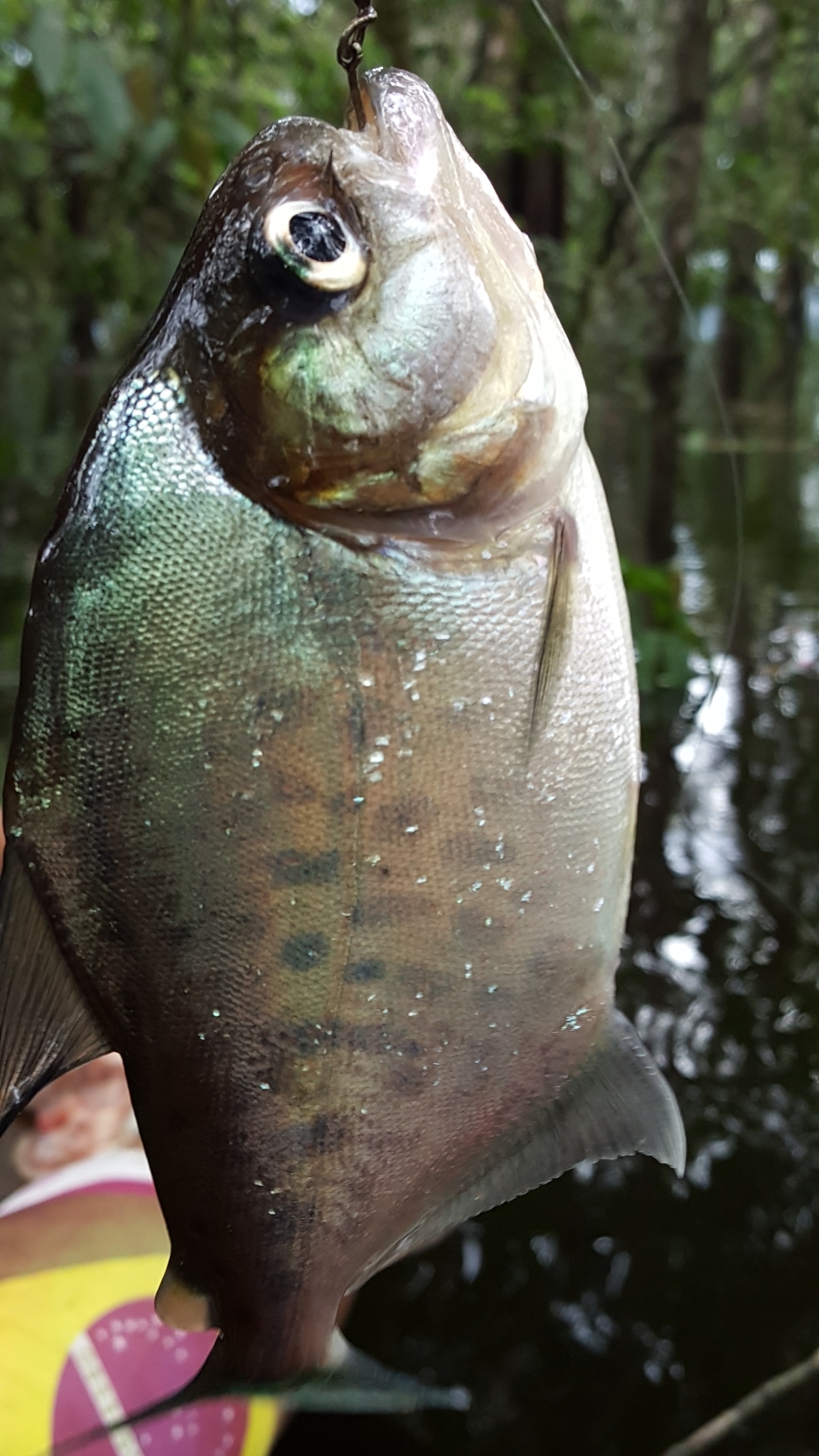 image of serrasalmus brandtii \(white piranha\)