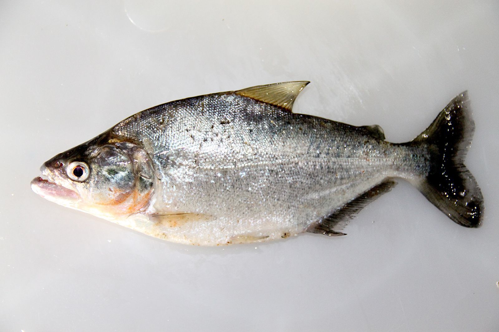 image of serrasalmus elongatus \(slender piranha\)