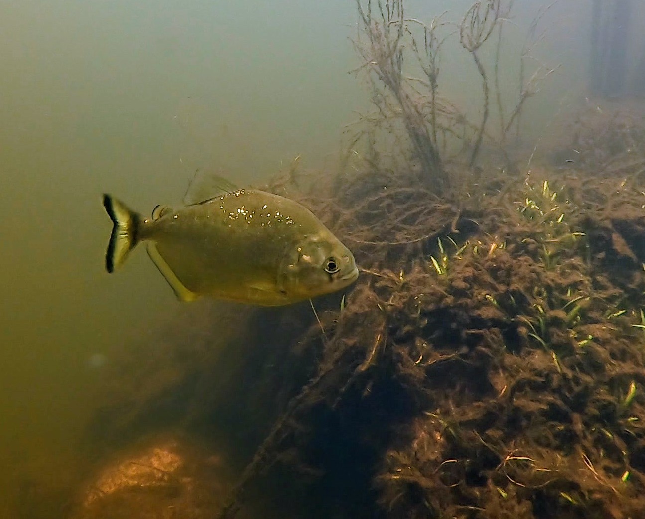 image of serrasalmus maculatus
