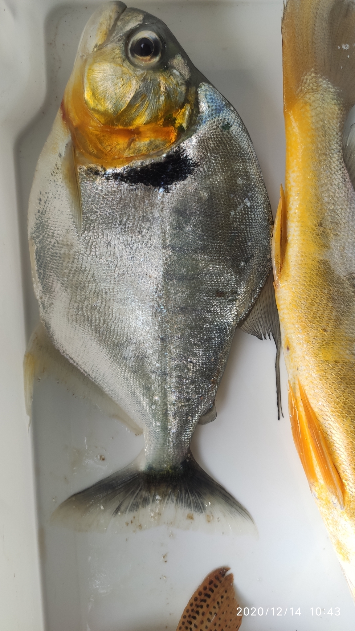 image of serrasalmus manueli