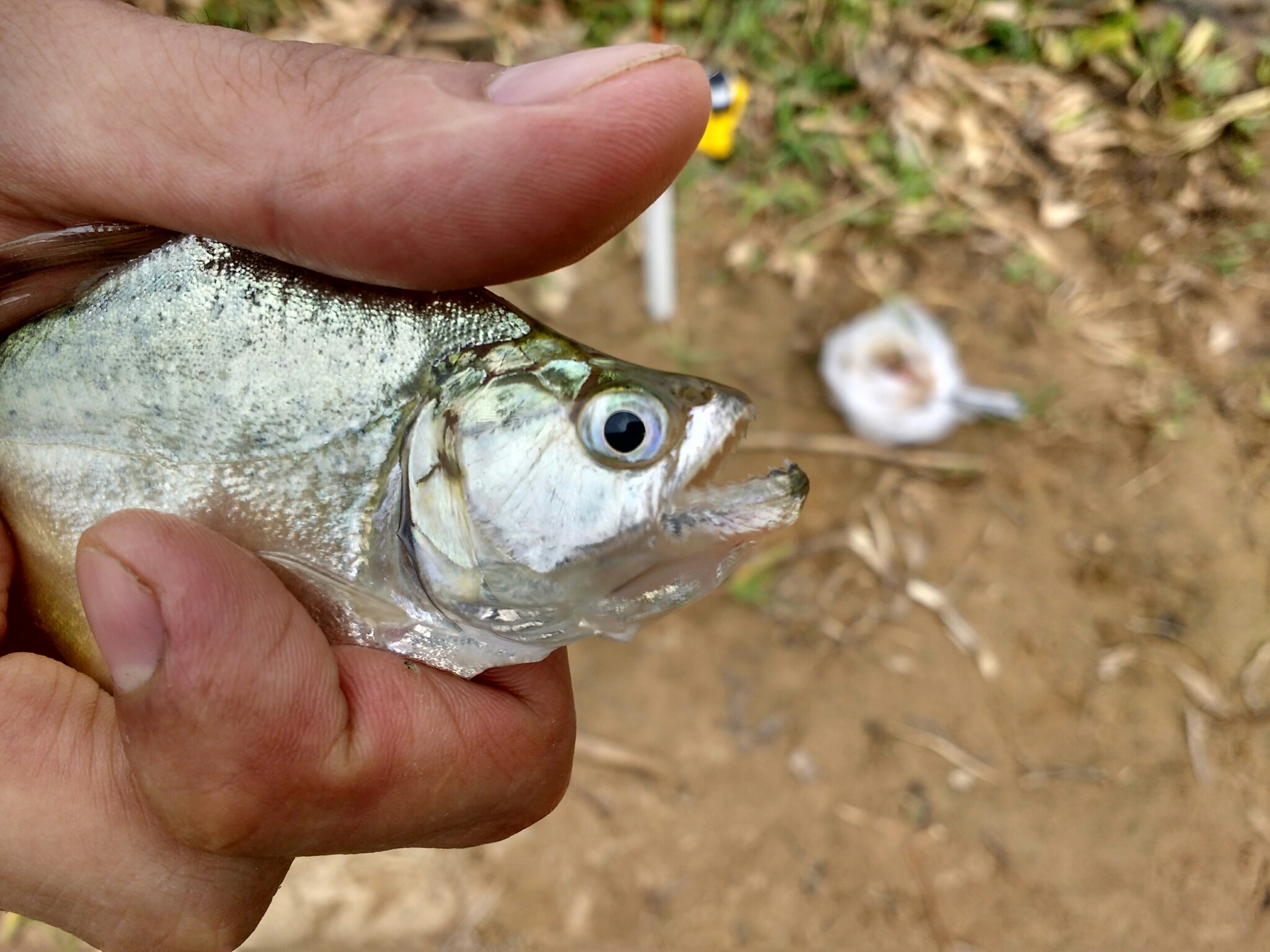 image of serrasalmus marginatus