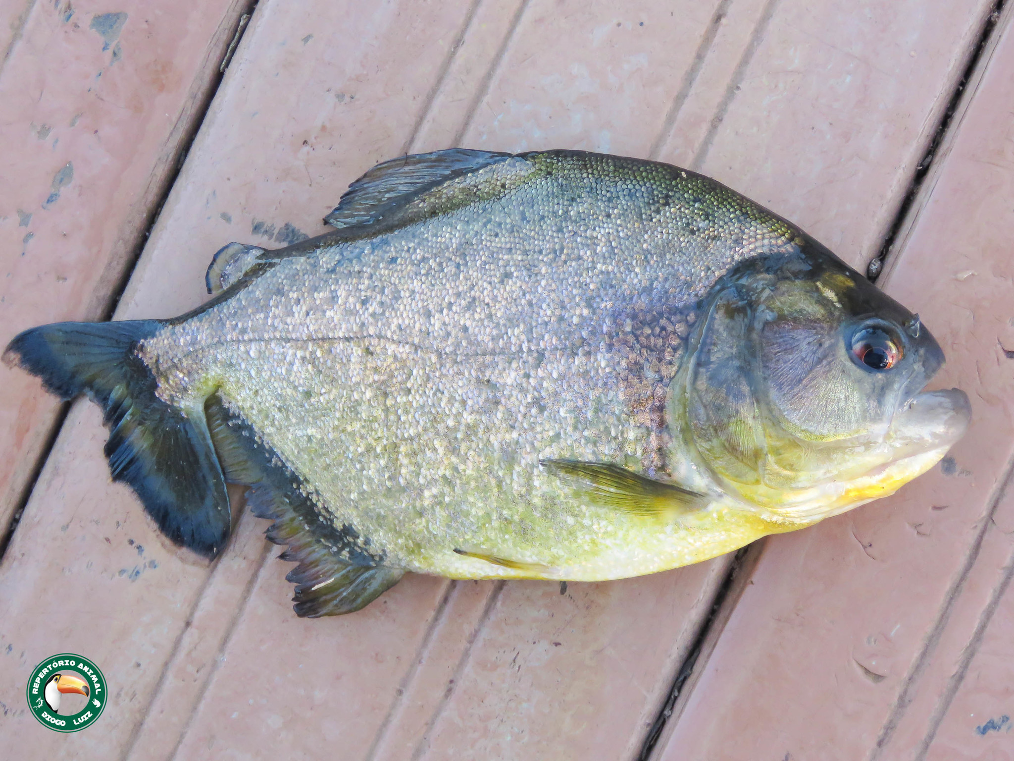 image of serrasalmus rhombeus \(redeye piranha\)