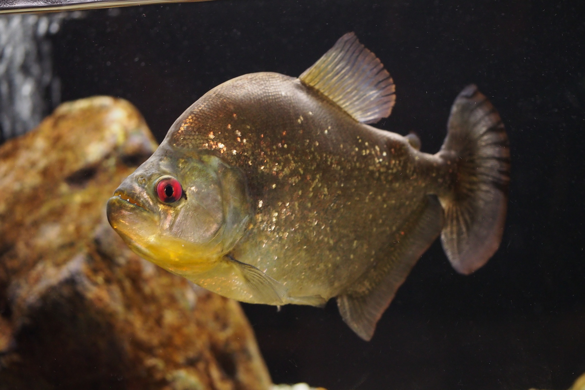 image of serrasalmus spilopleura \(speckled piranha\)