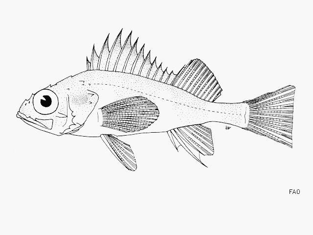 image of sebastes sinensis \(blackmouth rockfish\)