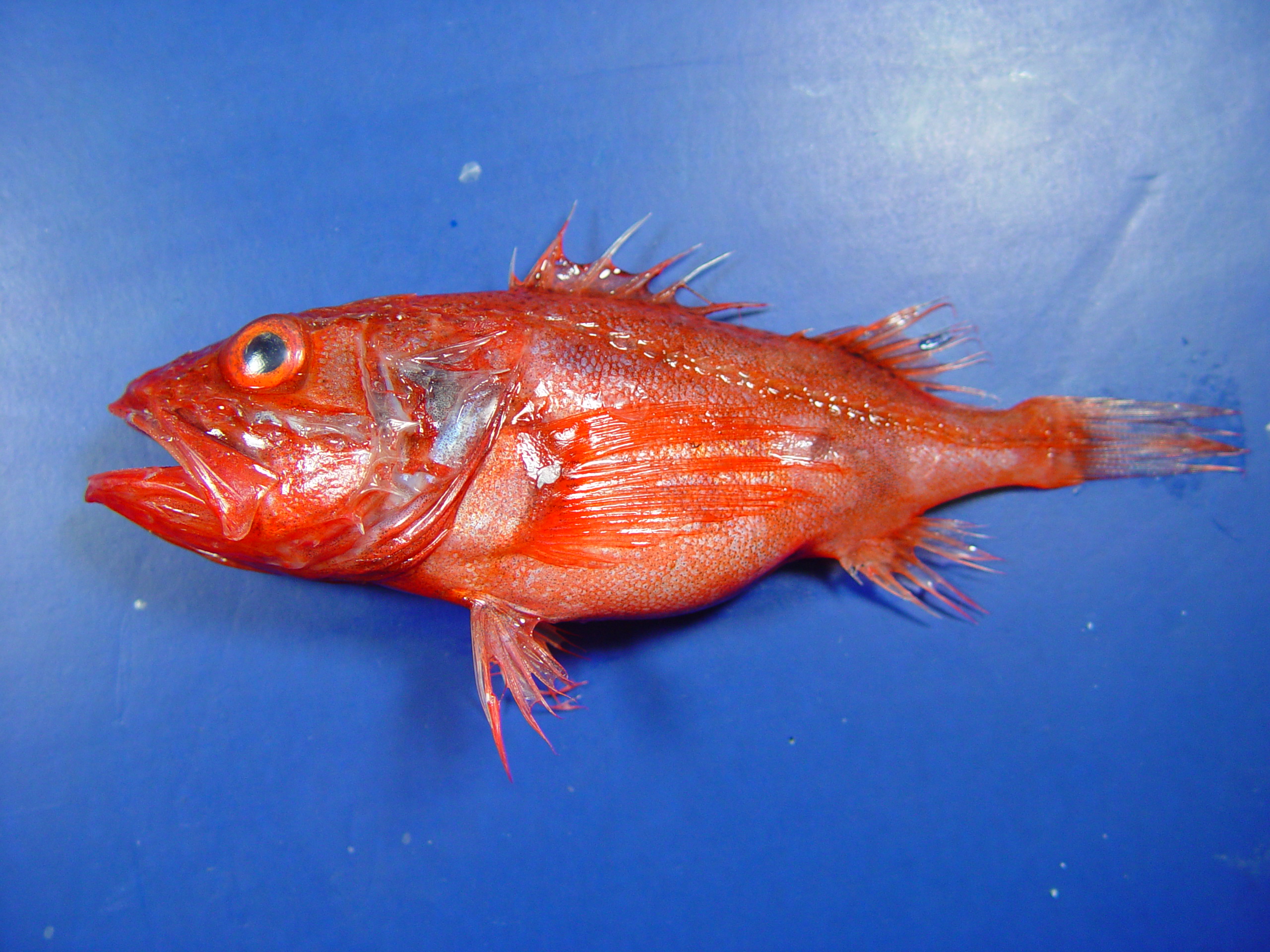 image of setarches guentheri \(channeled rockfish\)