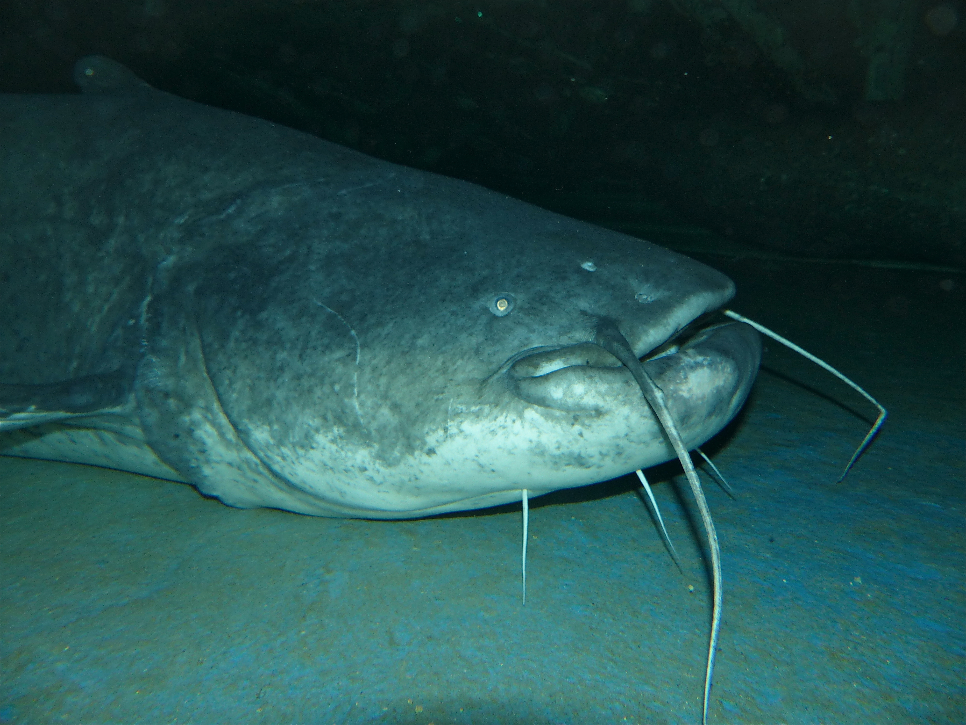 image of silurus glanis \(wels catfish\)