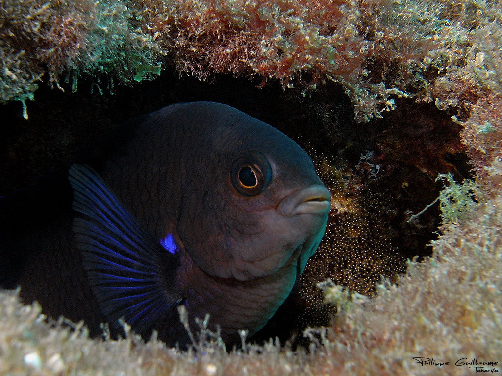 image of similiparma lurida \(canary damsel\)