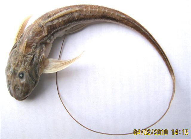 image of sisor rabdophorus