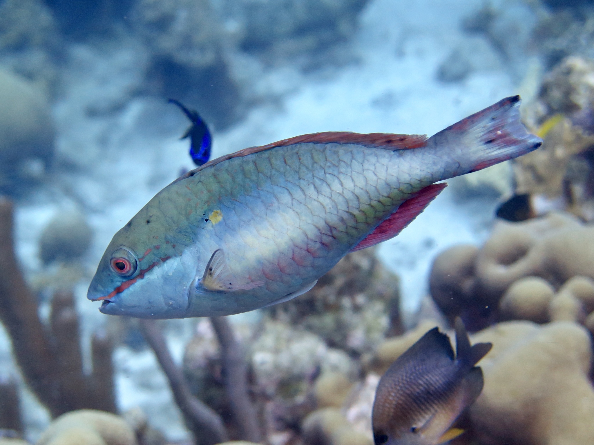 image of sparisoma aurofrenatum \(redband parrotfish\)