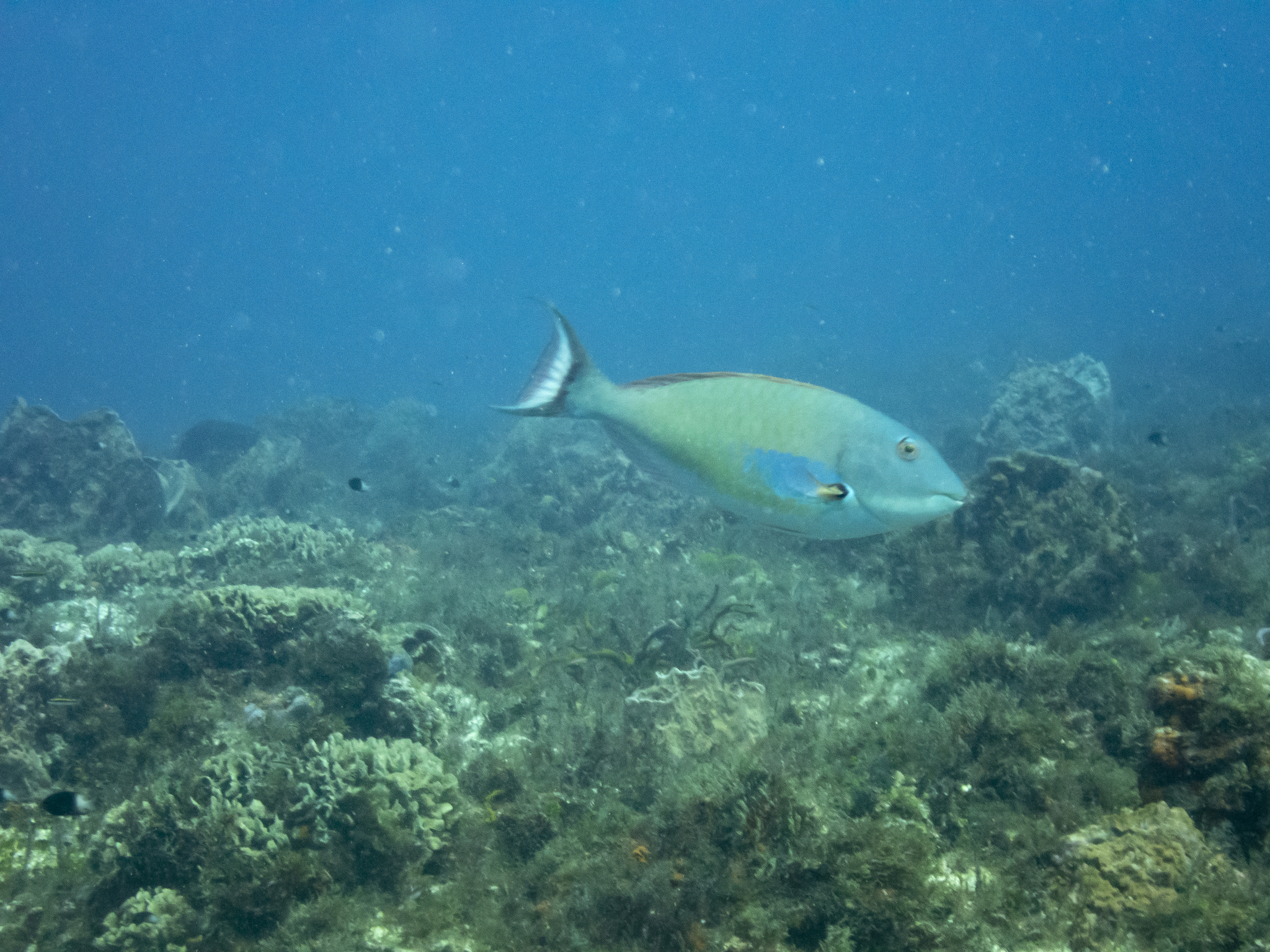 image of sparisoma chrysopterum \(redtail parrotfish\)