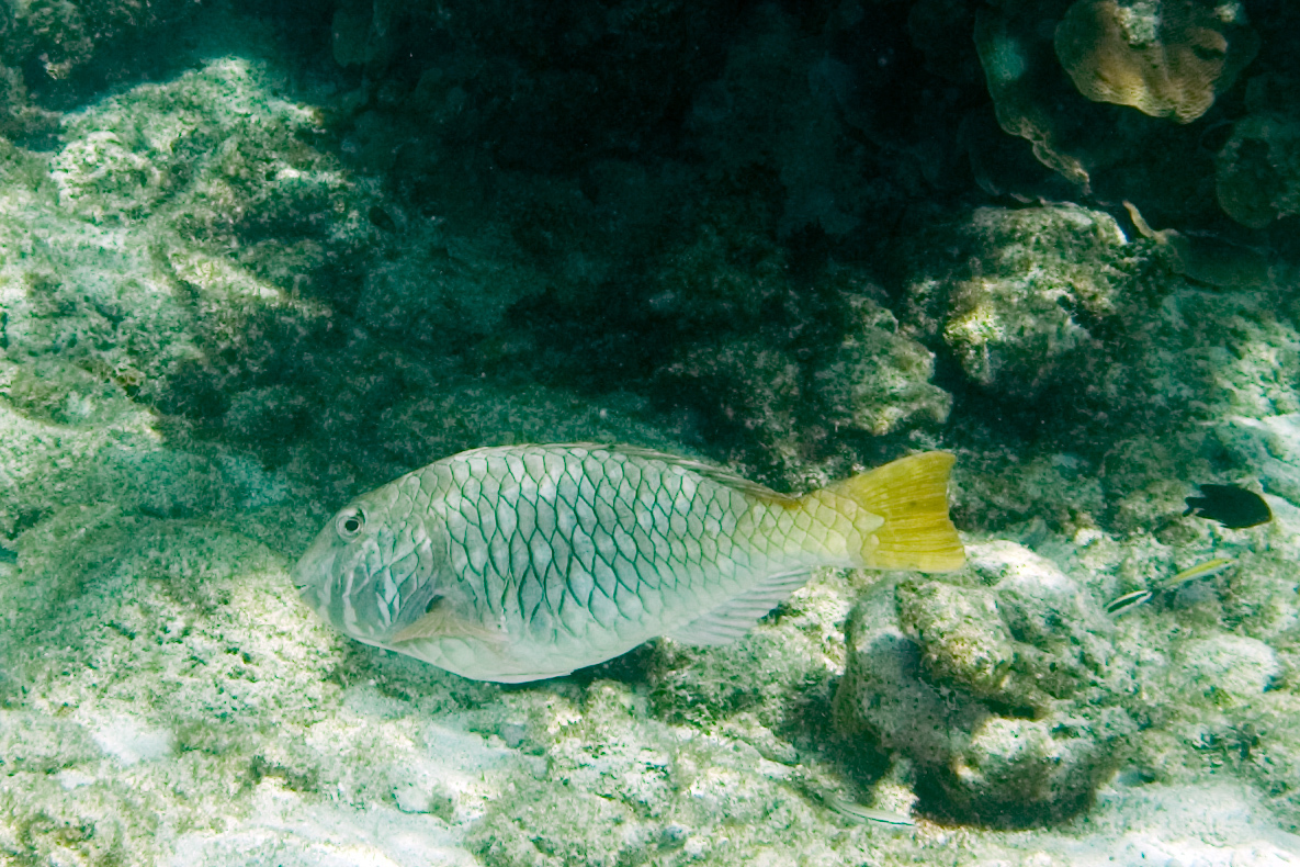 image of sparisoma rubripinne \(redfin parrotfish\)