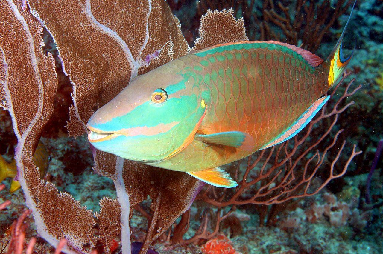 image of sparisoma viride \(stoplight parrotfish\)