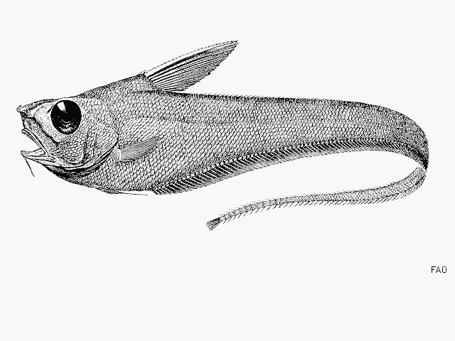 image of sphagemacrurus grenadae \(pugnose grenadier\)