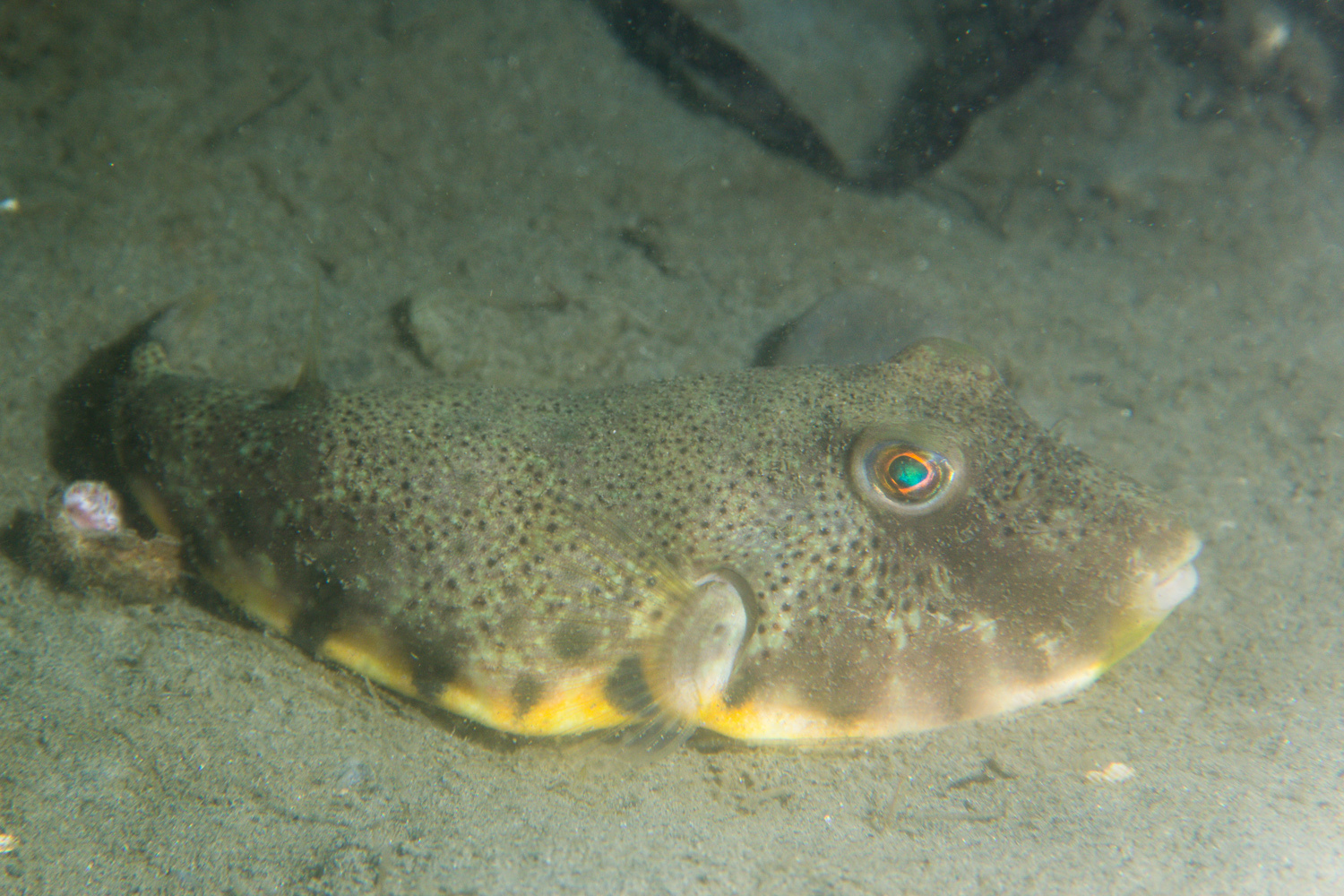 image of sphoeroides maculatus \(northern puffer\)
