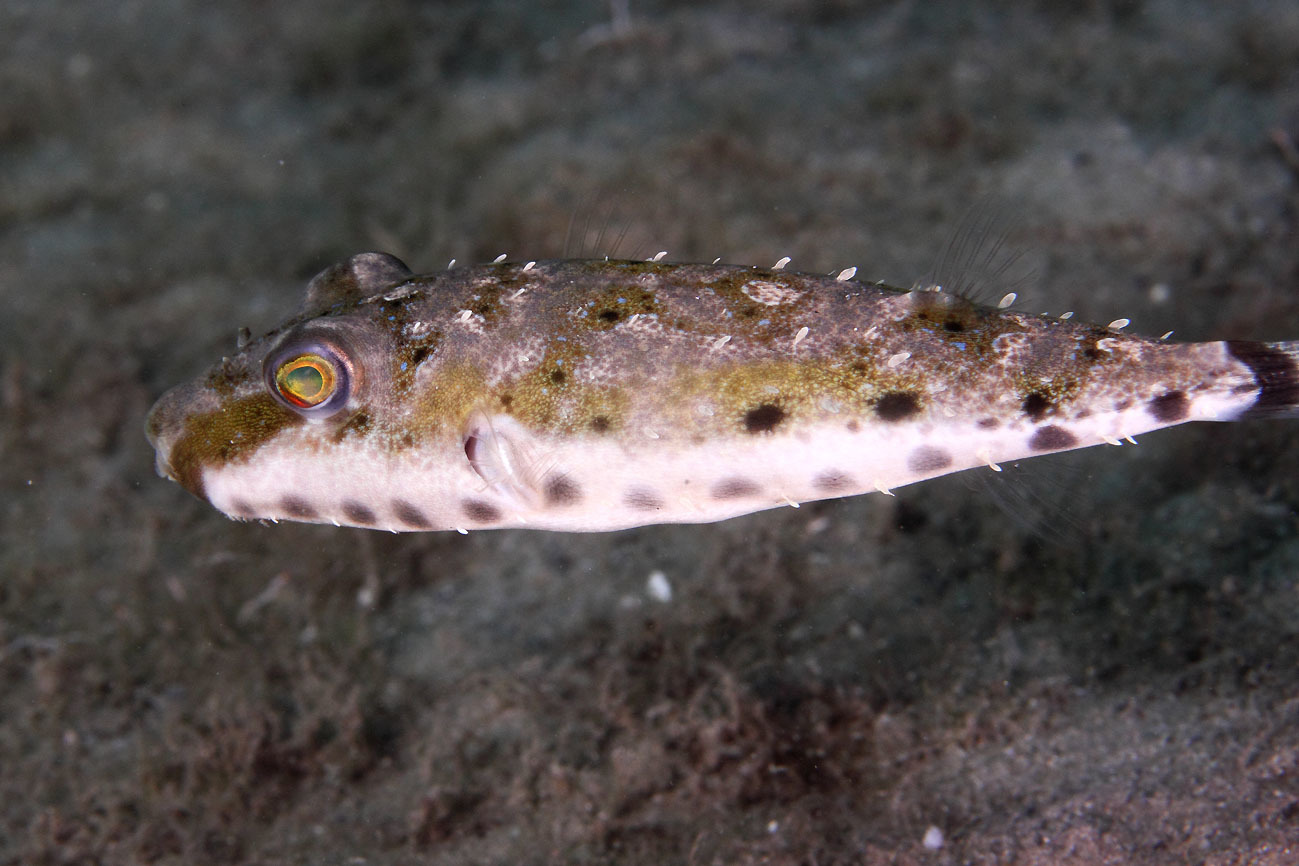 image of sphoeroides spengleri \(bandtail puffer\)