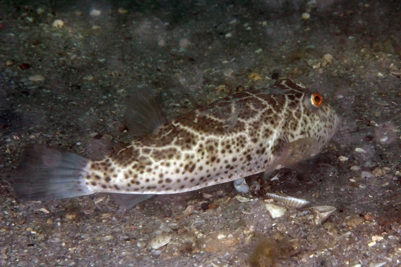 image of sphoeroides testudineus \(checkered puffer\)