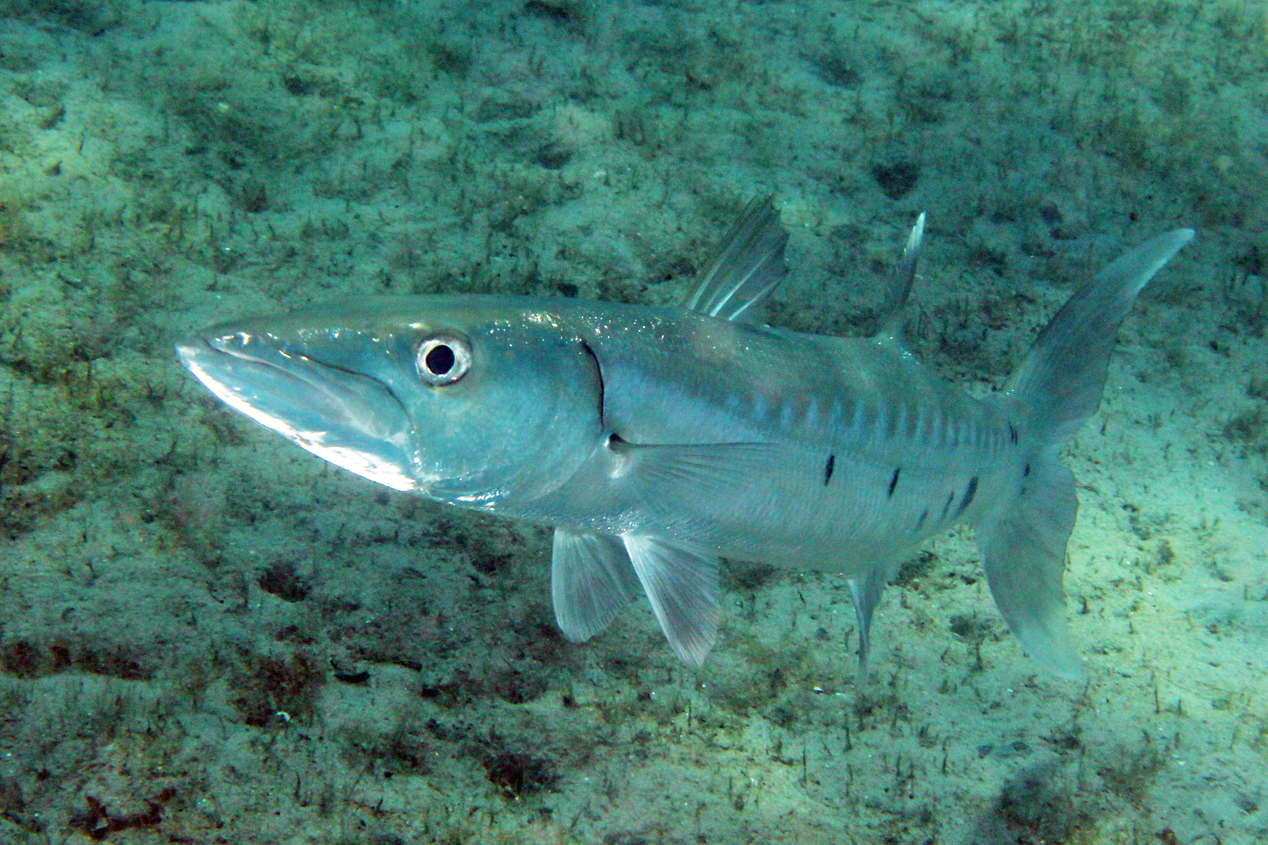 image of sphyraena barracuda \(great barracuda\)
