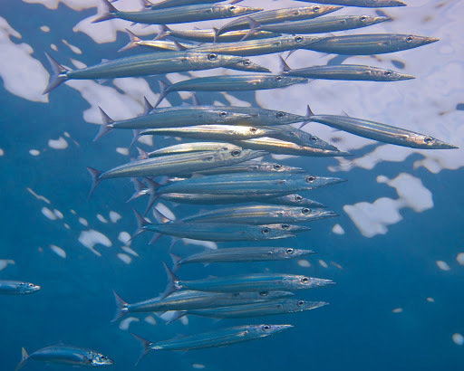 image of sphyraena helleri \(heller's barracuda\)