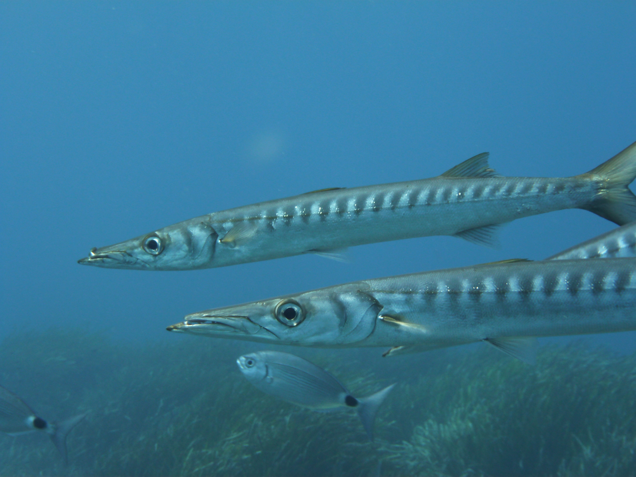 image of sphyraena viridensis \(yellowmouth barracuda\)