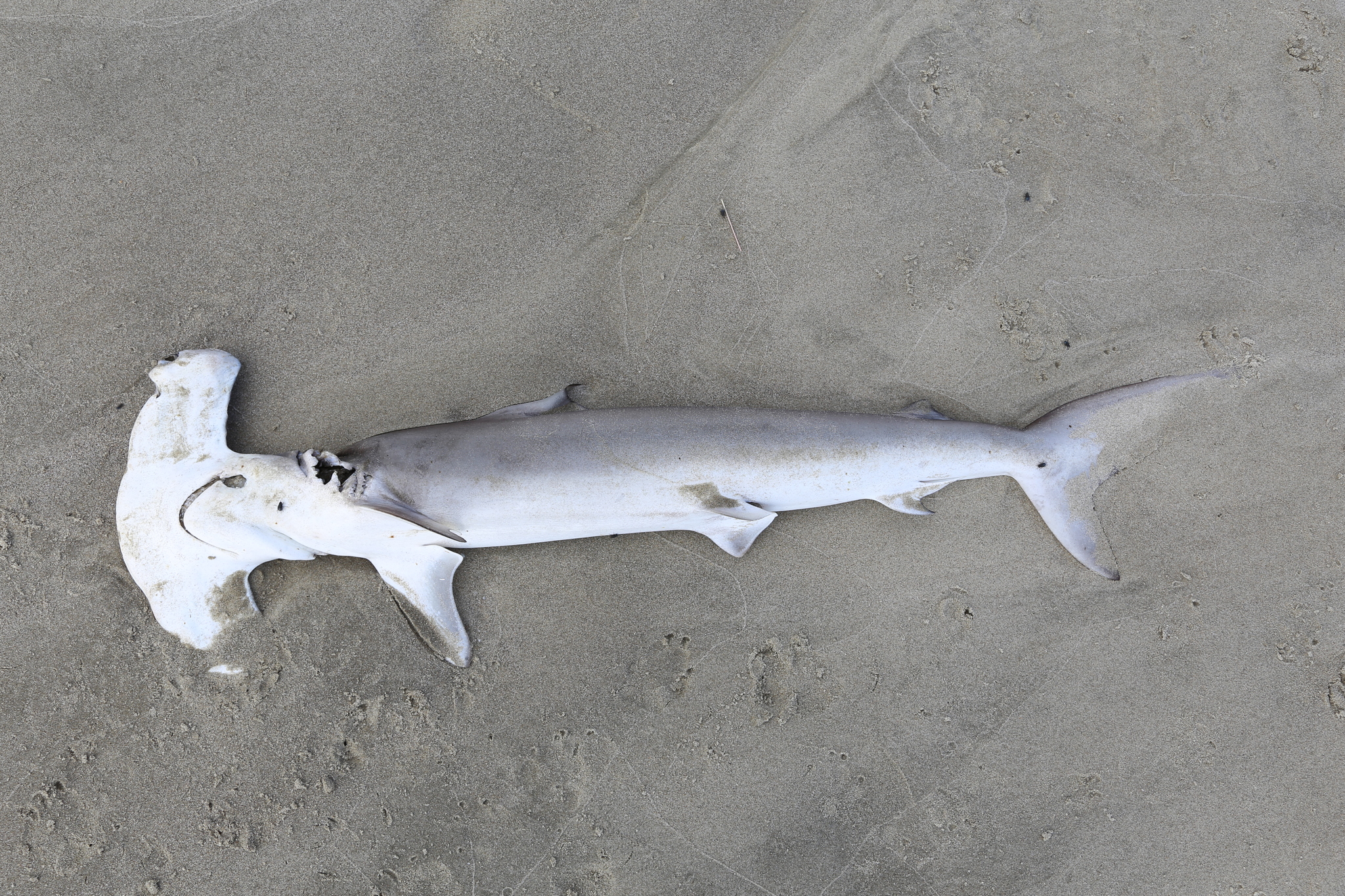 image of sphyrna zygaena \(smooth hammerhead\)