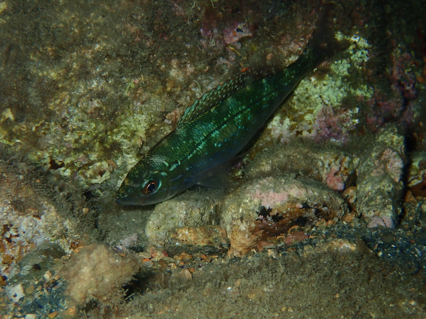 image of spicara smaris \(picarel\)