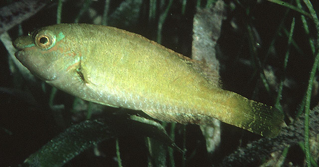 image of sparisoma radians \(bucktooth parrotfish\)