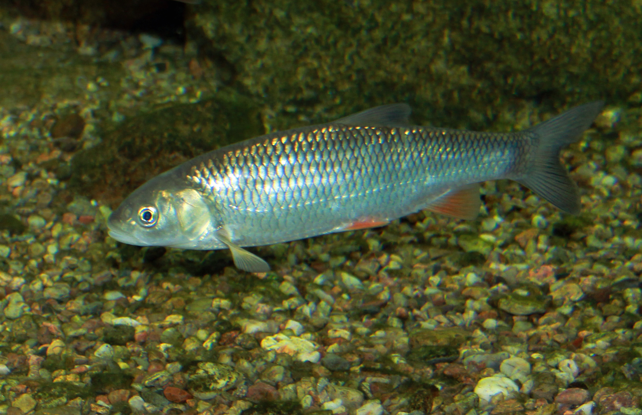 image of squalius cephalus \(chub\)