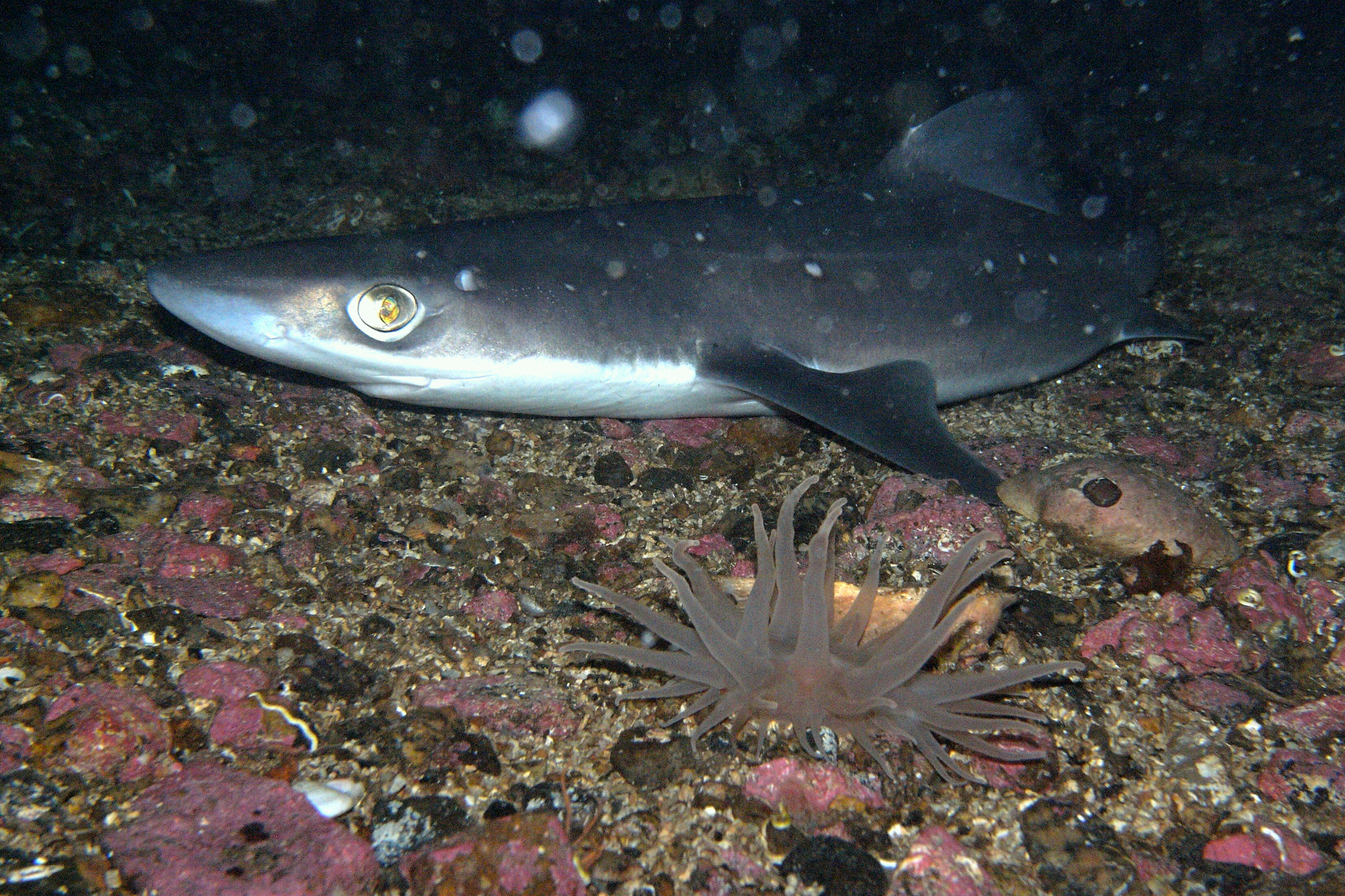 image of squalus acanthias \(picked dogfish\)