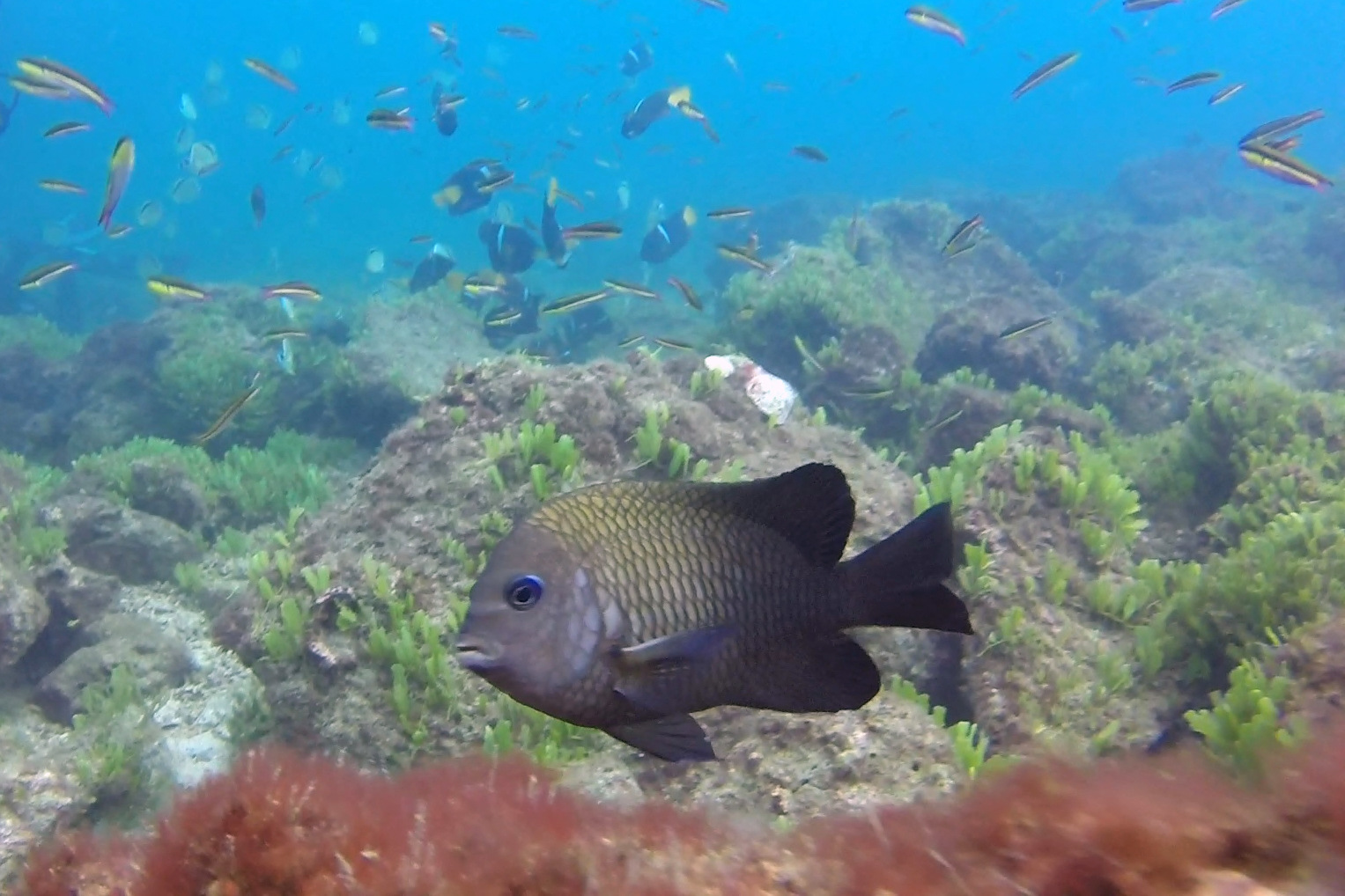 image of stegastes acapulcoensis \(acapulco major\)