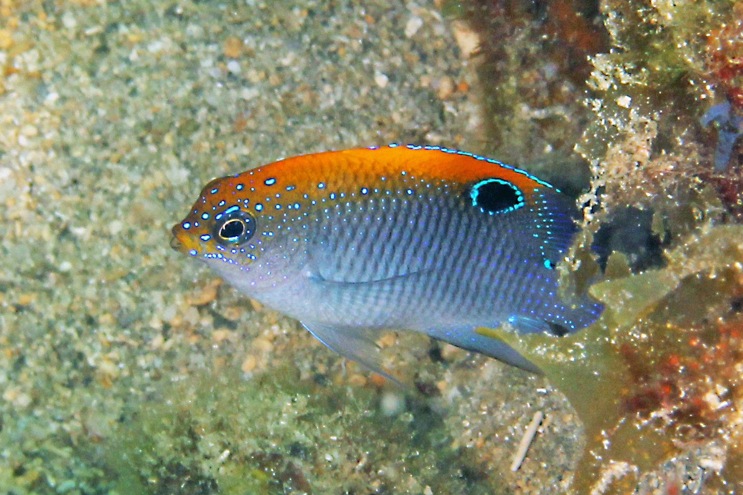 image of stegastes adustus \(dusky damselfish\)