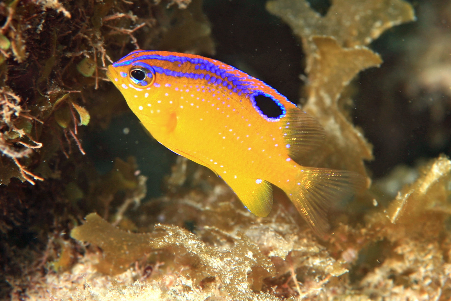image of stegastes diencaeus \(longfin damselfish\)