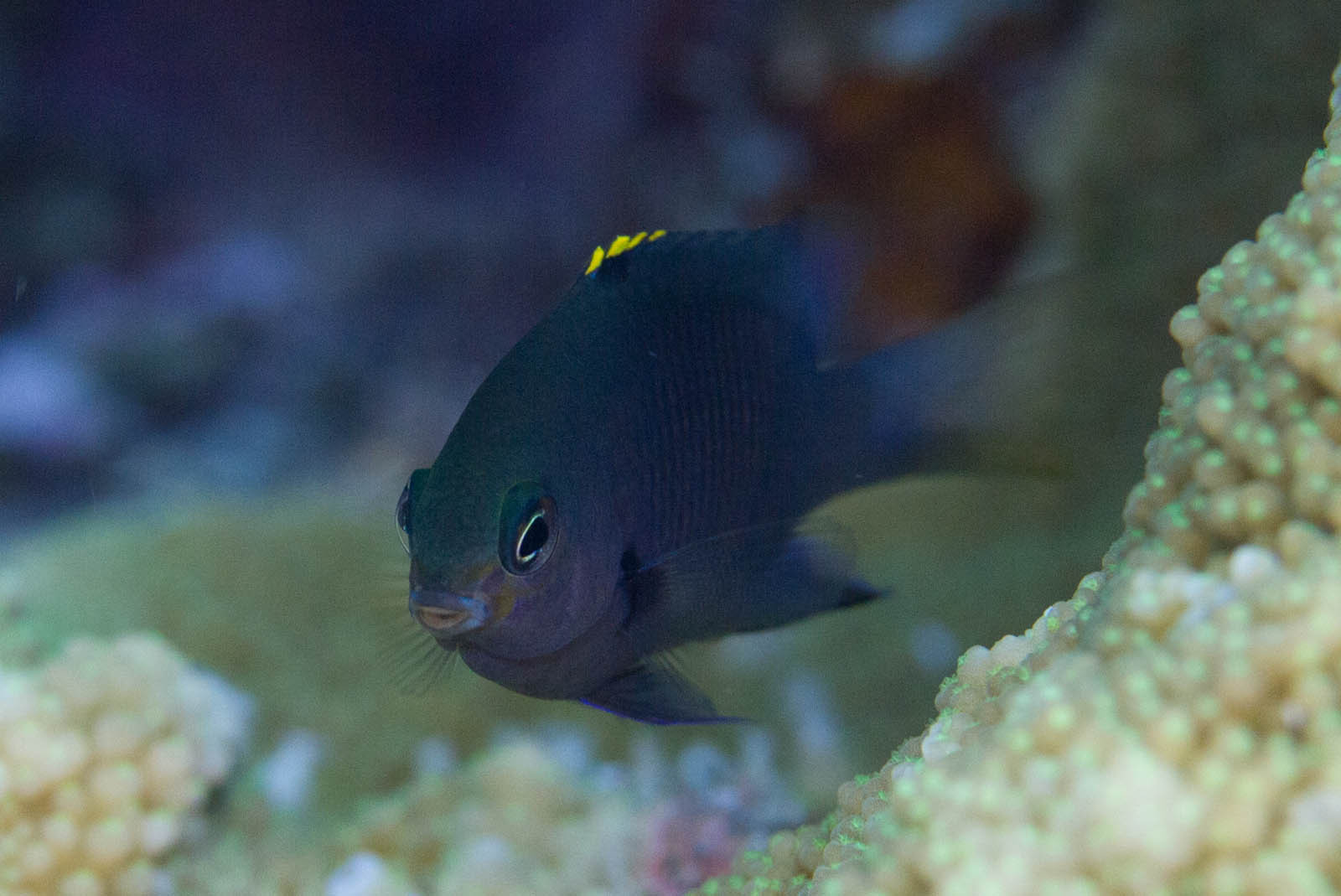 image of plectroglyphidodon fasciolatus \(pacific gregory\)